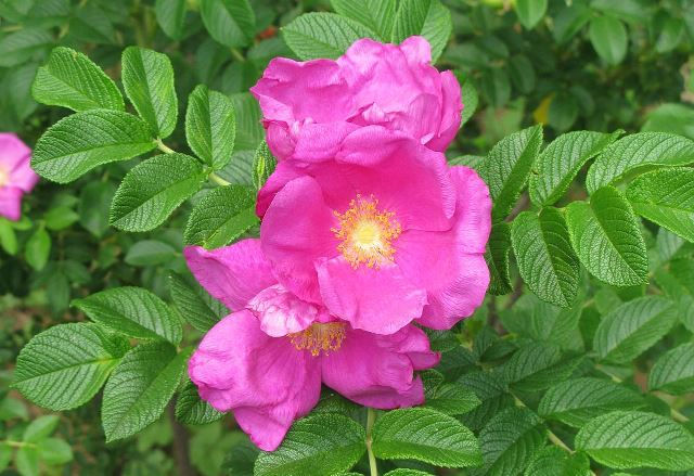 Savvaļas krokainā roze (Rosa rugosa) ir agresīvs invazīvais augs ar pamatīgu sakņu sistēmu – tā dodas iekšā dabas parkā un ir grūti ierobežojama.