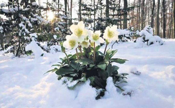 Sniega roze jeb Helleborus niger zied ziemas mēnešos, turklāt, kā izrādās, var to darīt arī mežā.