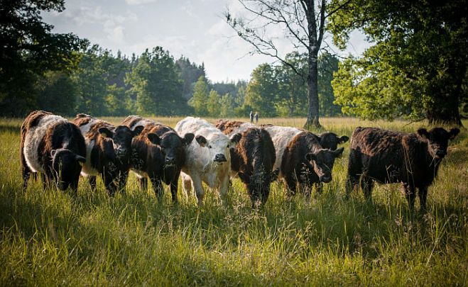 Latvijas Dabas fonds aicina zemes īpašniekus pieteikties mobilā ganāmpulka pakalpojumiem