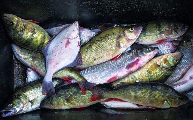 Piekrastnieku lomos arvien mazāk ir tradicionālo zivju – asaru, raudu, bušu, par zandartiem nemaz nerunājot. Foto – Valdis Brauns