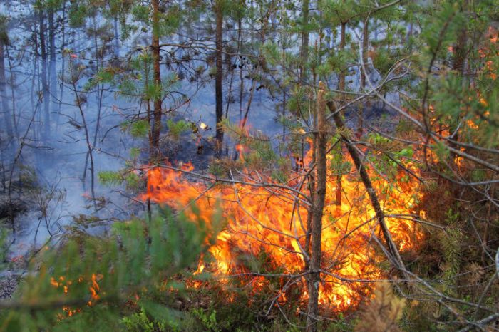 Šogad Latvijā meža ugunsgrēku skaits pieaudzis divas reizes