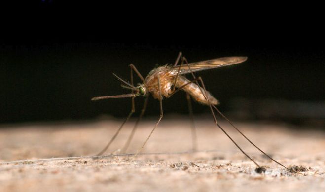 Par gada kukaini izvēlēts malārijas ods