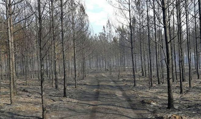 Aina pēc nesen degušā meža Garkalnē. Foto – Valsts meža dienests