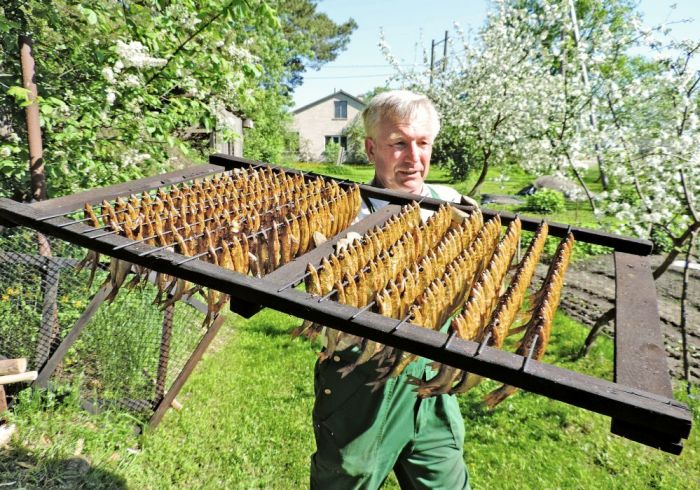 Kuivižnieks Andris Skuja,  kūpinot reņģes, dabū tām tik dzintarainu zeltainumu, ka tā vien šķiet – rotai domātas, ne ēšanai. Foto – Valdis Brauns