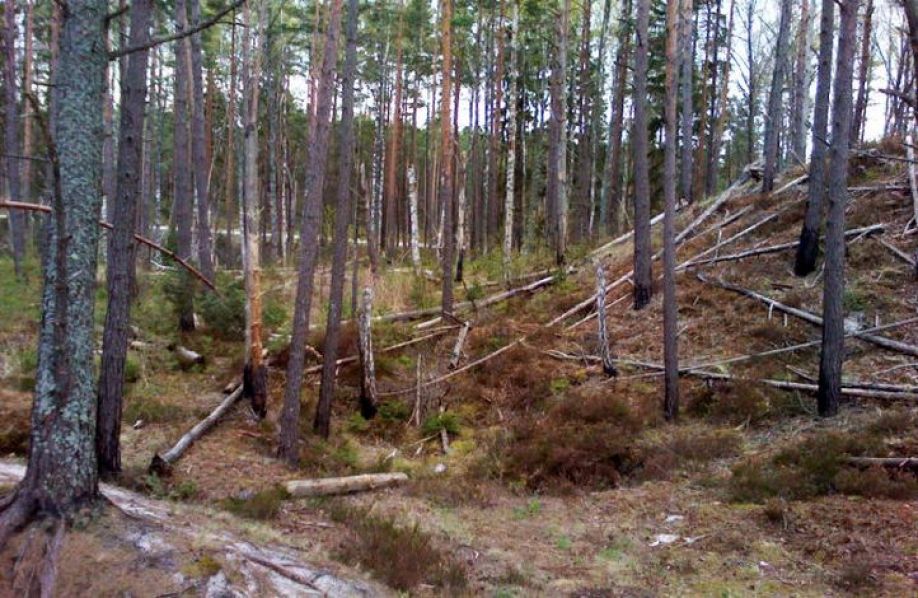 Carnikavas pašvaldība projektu konkursa uzvarētājiem piešķir vairāk nekā 9000 eiro