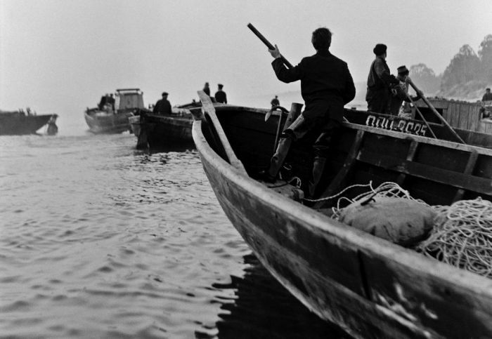 Piekrastes zvejnieki Rīgas līcī pavasarī un vasaras sākumā smeļ reņģes, kurzemnieki – velk vadu lielajā jūrā. Foto – Valdis Brauns