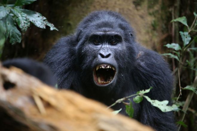 Gorillu mātīte sveic džungļos. Tā kņudinošā sajūta – it kā dzīvnieks, taču kaut kas šajos vaibstos, mīmikā, acīs atgādina par mūsu iespējamo radniecību. 