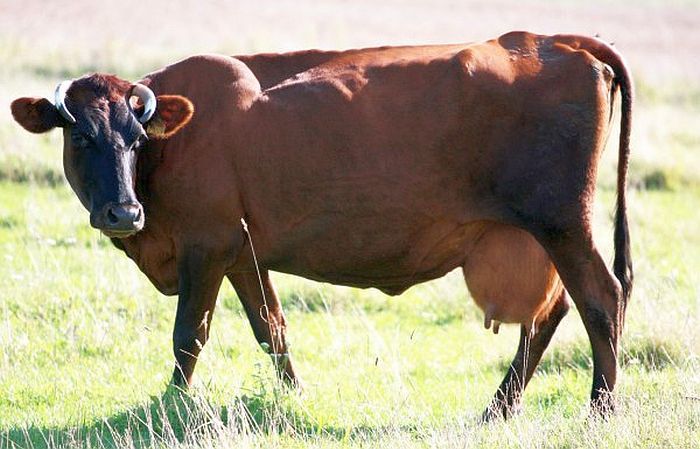 Šobrīd Latvijā ir nepilni divi simti ‘Latvijas brūno’ govju. Foto – publicitātes 