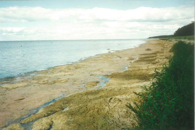 Jūras aļģu sanesumi Rīgas līča krastā. Foto: Gints Šīmanis