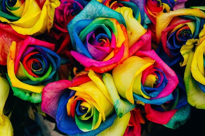 8.VIII "Jāņupes varavīksnes" pikniks Olaines novadā
