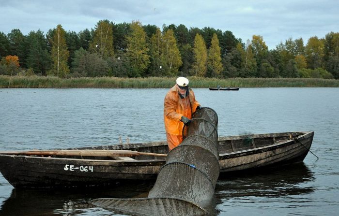 2013. gada rudens. Arvīds pārbauda nēģu murdu Gaujā. Gadu vēlāk viņš zvejniecībai pielika punktu. Foto – Sandra Baltruka
