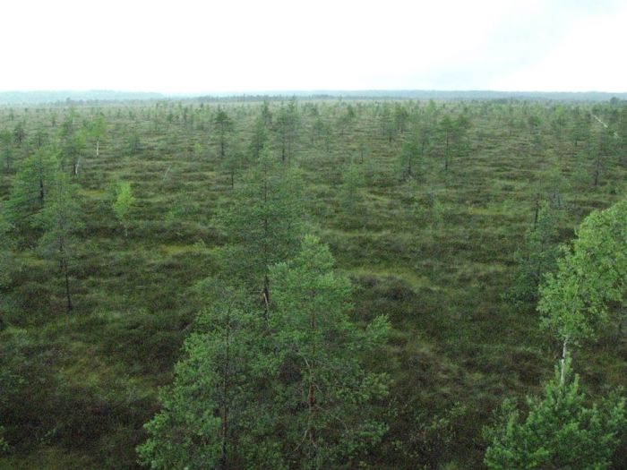 Latvija ir viena no trim Eiropas valstīm, kur meži aizņem vairāk nekā pusi teritorijas.