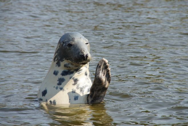 Dabas aizsardzības pārvalde pavisam oficiāli atzīst, ka šobrīd, 2019. gadā, ir pietiekams pamats uzskatīt, ka roņi nodara būtiskus zaudējumus piekrastes zvejniekiem. Foto: Dzintris Kolāts un publicitātes