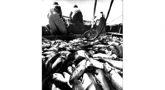 Jūra “čumēja un mudžēja” no mencām pagājušā gadsimta 70. un 80. gados, kad tās sauca par “strādnieku lašiem”. Foto – Arvīds Mitrēvics