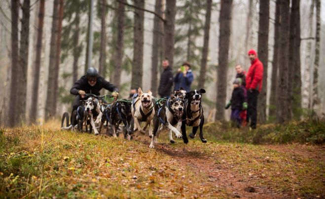 Foto: Pasaules kausa posmā kamanu suņu sportā Latvijai četras uzvaras