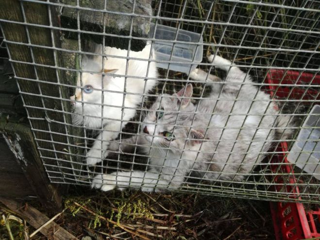 Foto: Sužos no kaķu audzētājas izņem briesmīgos apstākļos turētus 45 kaķus