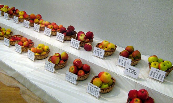 Izstādē &quot;101 ābols Latvijai&quot; varēs iepazīt Latvijā audzētās ziemas ābolu šķirnes