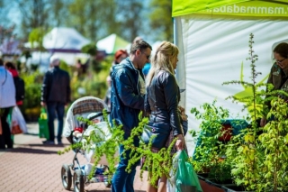 Latvijas Stādu parāde pārcelta uz nākamo gadu