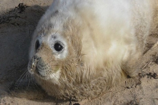 Saulkrastos fiksēts pirmais gadījums, kad roņu mazulis dzimis Latvijas piekrastē