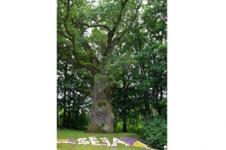 Balsojumā par "Eiropas gada koku" šogad Latviju pārstāvēs Sējas ozols