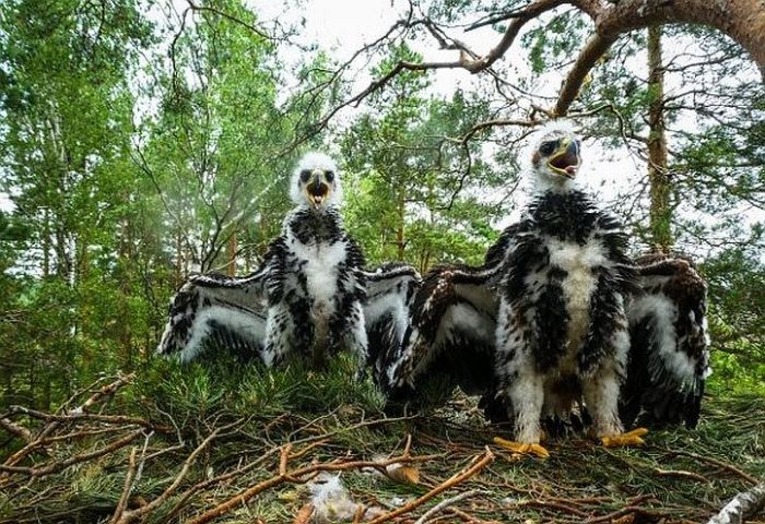 Attēls rakstam: LVM: Valsts mežos pērn fiksēts vairāk retu sugu atradņu nekā gadu iepriekš