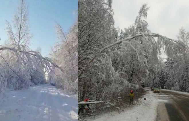Foto - "Rīgas meži"