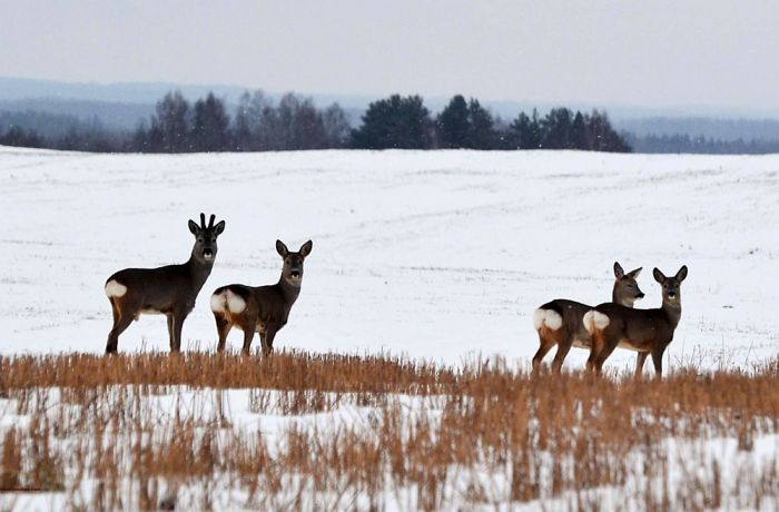 Foto - Valsts meža dienests