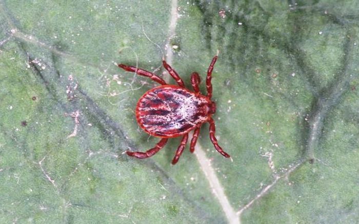 Foto - Latvijas Entomoloģijas biedrība