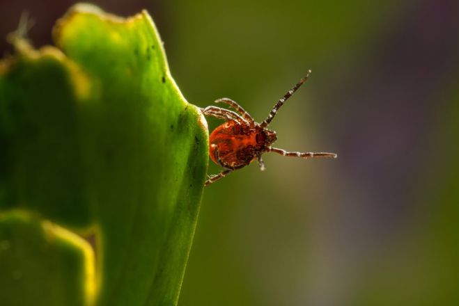 Foto - www.pexels.com