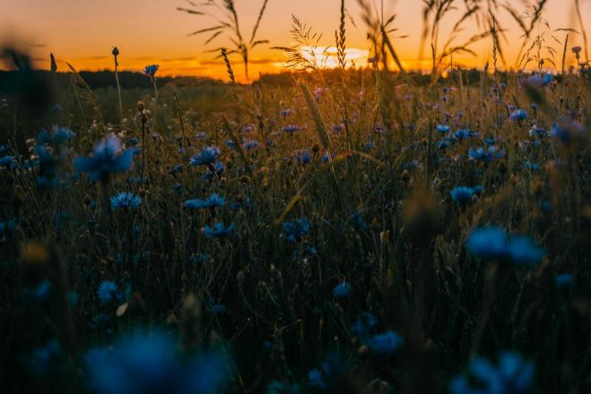 Foto - www.pexels.com