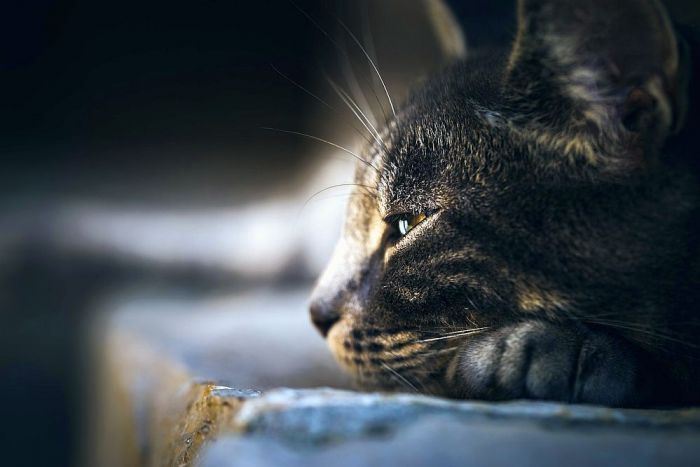 Foto - Liene Ozola un pixabay.com