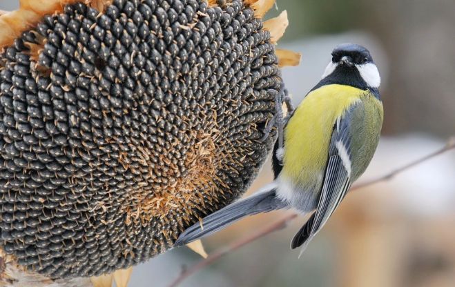 Foto – Selga Bērziņa