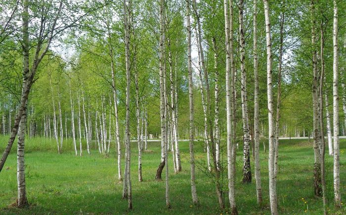 Foto - arhīvs