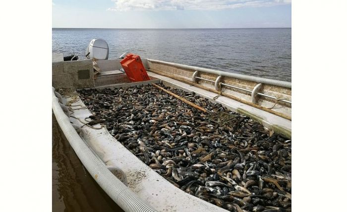 Attēls rakstam: Zvejniekiem pieejams 202 400 eiro atbalsts pirmā zvejas kuģa iegādei