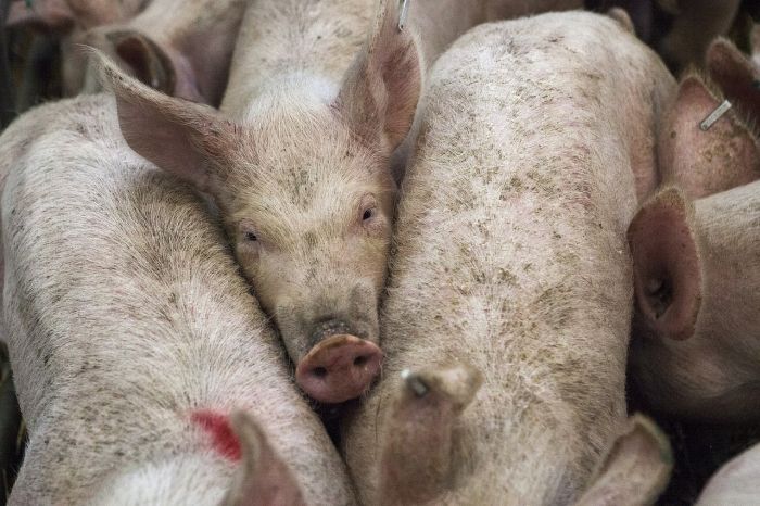 Asociācija: Cūkgaļas cenas Latvijā patlaban ir ārkārtīgi zemas; nozarē valda pesimistisks noskaņojums