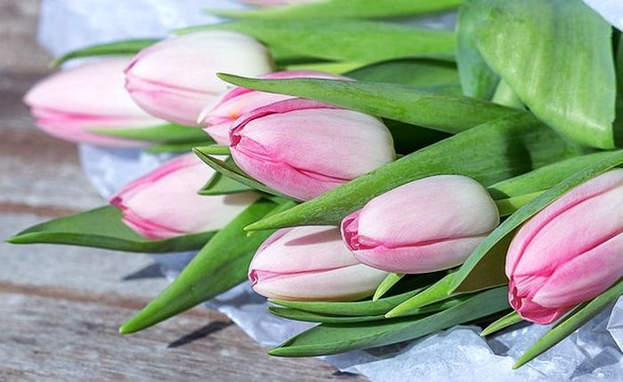 Foto - pixabay.com