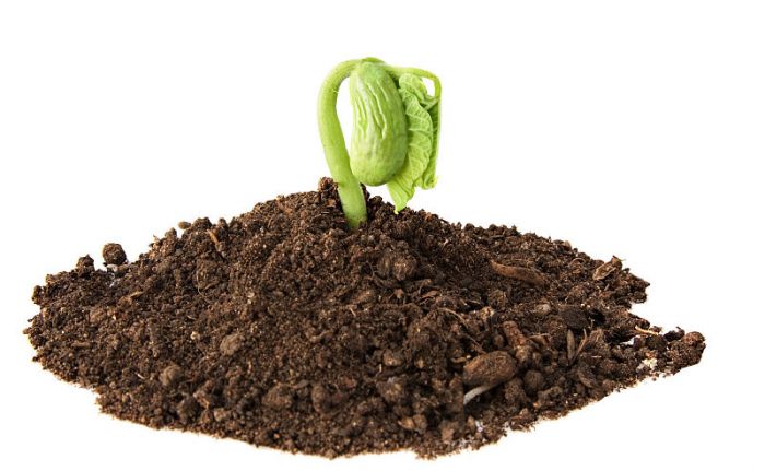 Foto – Shutterstock.com