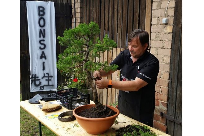 Valdis Valters veido bonsai kociņu, gatavojoties kārtējai izstādei. Šo mākslu viņš noskatījis, pirms desmit gadiem viesojoties Ķīnā.