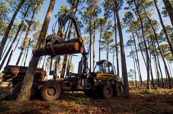 Attēls rakstam: Investīcijas inovācijās – meža nozares izaugsmes pamats