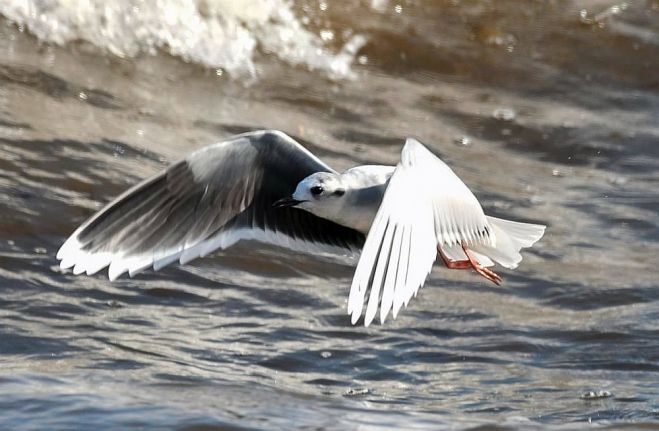 Mazais ķiris. Foto – P. Daknis