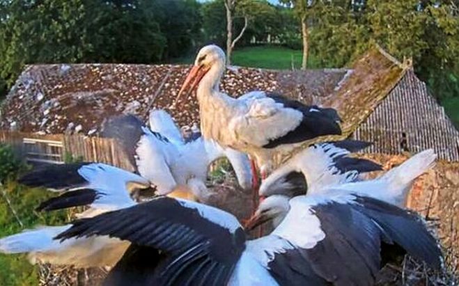 Foto - publicitātes