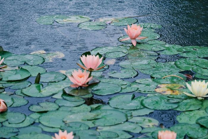 Foto - www.pexels.com