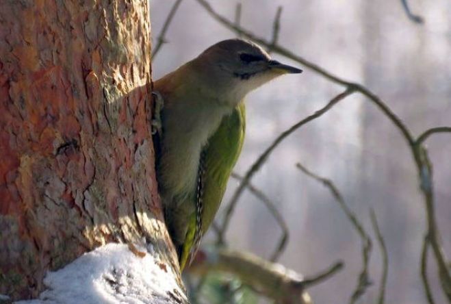 Nedēļas nogalē iespējami pirmie siltuma rekordi šajā gadā