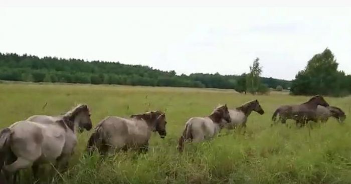 Foto - ekrānšāviņš no youtube.com