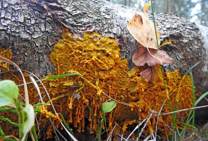 Vīnogķekaru dzelksnīte. Foto – Julita Kluša