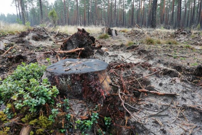 Izcirtumos paliek aizvien mazāk koksnes atlikumu – meža nozare mācās izmantot visu. Foto – Arnis Švānfelds