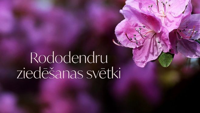 27.-30.V Rododendru ziedēšanas svētki Babītē