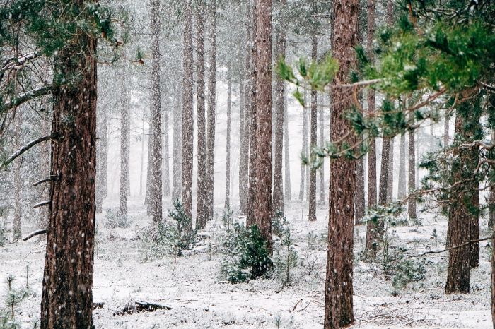 Laika prognozes Ziemassvētkiem nav mainījušās