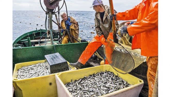 Reņģes ir piekrastnieku otrā maize. Kuivižnieks Andris Skuja (no kreisās) savējās ved uz “Brīvo vilni” Salacgrīvā. Foto – Valdis Brauns