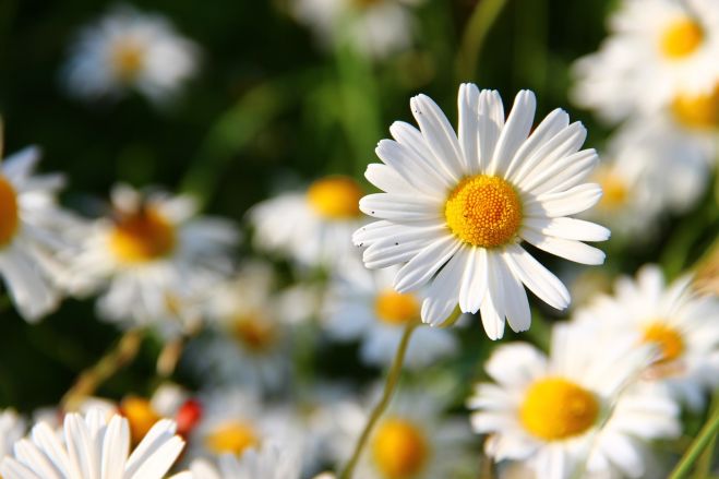 Foto: pixabay.com